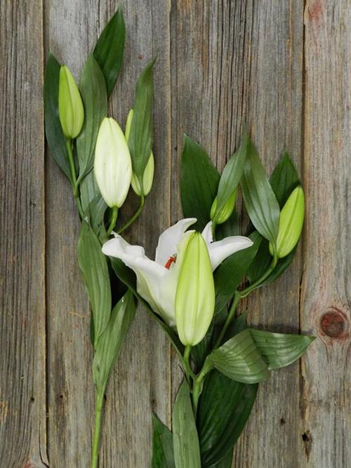 SANTANDER  WHITE ORIENTAL LILIES